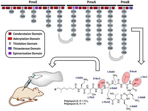 Characterization Of The Polymyxin D Synthetase Biosynthetic Cluster And Product Profile Of