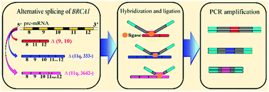 Highly sensitive and multiplexed quantification of mRNA splice variants ...