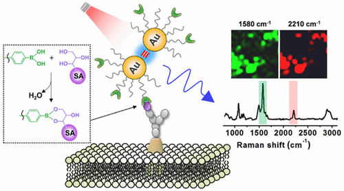 High Precision Profiling Of Sialic Acid Expression In Cancer Cells And Tissues Using Background Free Surface Enhanced Raman Scattering Tags Analytical Chemistry X Mol