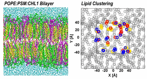 Molecular Simulations of Mixed Lipid Bilayers with Sphingomyelin ...