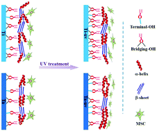 Surface hydroxyl groups regulate the osteogenic differentiation of ...