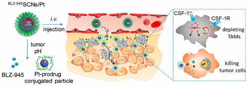 Spatial Targeting of Tumor-Associated Macrophages and Tumor Cells with ...