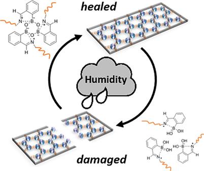 Dynamic Iminoboronate-Based Boroxine Chemistry For The Design Of ...