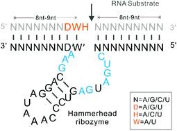 锤头状核酶的重新表征作为分子间RNA裂解的分子工具,Organic & Biomolecular Chemistry - X-MOL