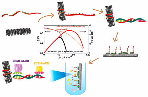 Improving the Performance of Methanol Biofuel Cells Utilizing an Enzyme ...