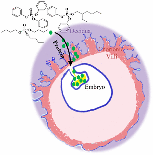 Prenatal Exposure To Organophosphorus >> Organophosphorus Flame Retardants In Pregnant Women And Their Prenatal Exposure To Organophosphorus >> Organophosphorus Flame Retardants In Pregnant Women And Their