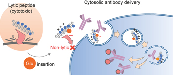 Cytosolic antibody delivery by lipid-sensitive endosomolytic peptide ...