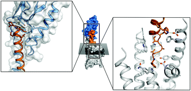 Ghr Roun Dynamic properties of the growth hormone releasing hormone receptor ...