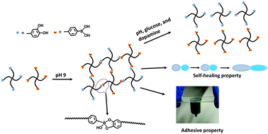 A pH, glucose, and dopamine triple-responsive, self-healable adhesive ...