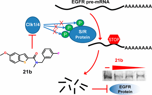 Clk1 癌症相关蛋白的细胞耗竭选择性Clk1和-4抑制剂的开发,Journal of Medicinal Chemistry - X-MOL
