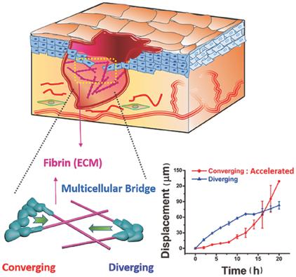 Orientational Coupling Locally Orchestrates a Cell Migration Pattern ...