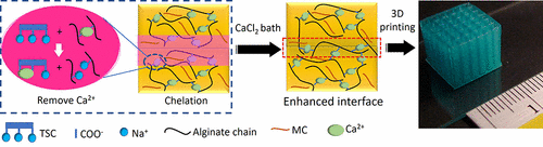 3D Bioprinting of Highly Thixotropic Alginate/Methylcellulose Hydrogel ...