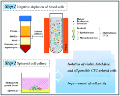 Isolation of label-free and viable circulating tumour cells (CTCs) from ...