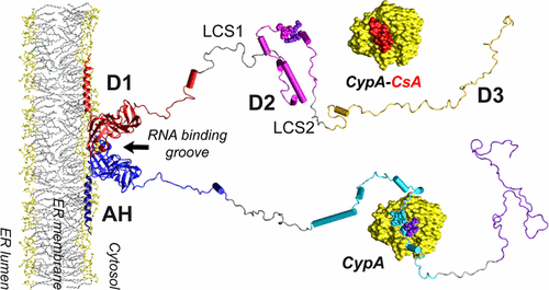 Overall Structural Model of NS5A Protein from Hepatitis C Virus and ...