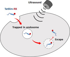 肽-声敏剂偶联物的超声依赖性细胞质内化,Bioorganic & Medicinal Chemistry - X-MOL