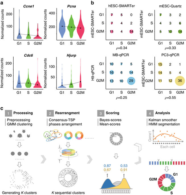 Reconstructing cell cycle pseudo time-series via single-cell ...