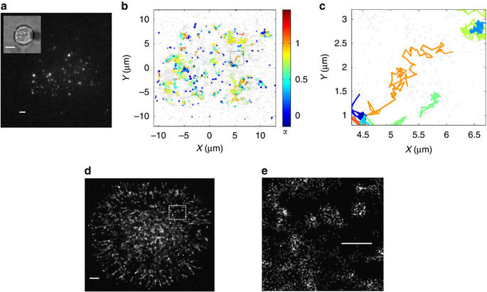 Resolving mixed mechanisms of protein subdiffusion at the T cell plasma ...