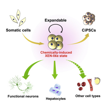 Direct Reprogramming Of Fibroblasts Via A Chemically Induced XEN-like ...