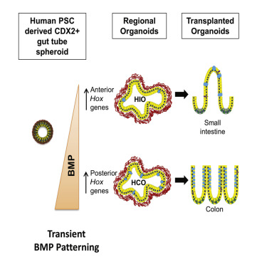 通过瞬时激活 BMP 信号将人类多能干细胞分化为结肠类器官。,Cell Stem Cell - X-MOL