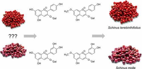 通过UHPLC-UV-MS分析巴西花椒( Schinus terebinthifolius Raddi)和秘鲁花椒( Schinus ...