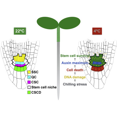 为生存而牺牲的机制,保护根干细胞生态位免受冷应激。,Cell - X-MOL
