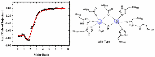 量热法测定产 气肠杆菌 中甘油磷酸二酯酶(GpdQ)的双核金属活性位点的机理的力学见解 ,Biochemistry - X-MOL