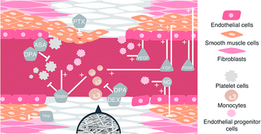 通过 电纺血管移植 生物活性剂的研究进展与展望,RSC Advances - X-MOL