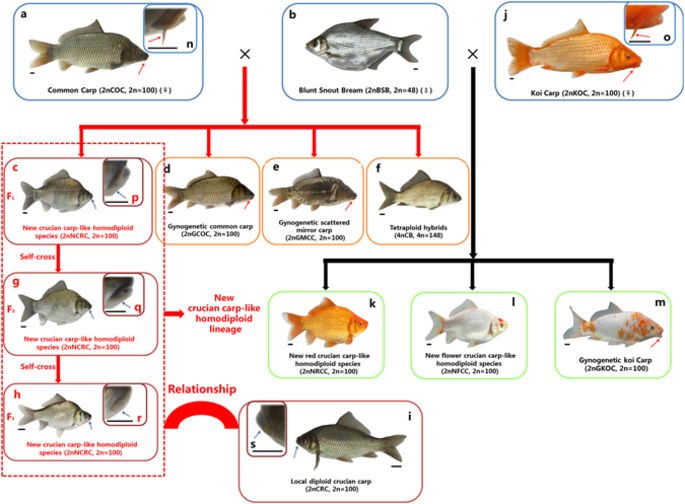 A new type of homodiploid fish derived from the interspecific hybridization of female common