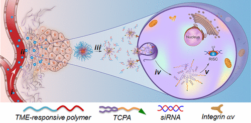 Tumor Microenvironment-Responsive Multistaged Nanoplatform For Systemic ...