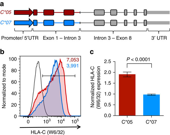 Structural and regulatory diversity shape HLAC protein expression levels.,Nature Communications