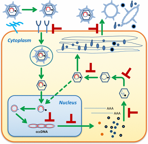 Past, Current, And Future Developments Of Therapeutic Agents For ...