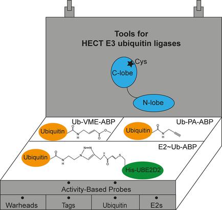 Activity-Based Probes For HECT E3 Ubiquitin Ligases,ChemBioChem - X-MOL