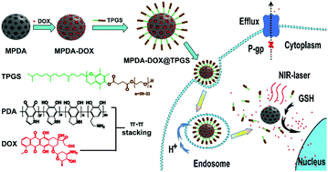 Mesoporous polydopamine nanoparticles with co-delivery function for ...