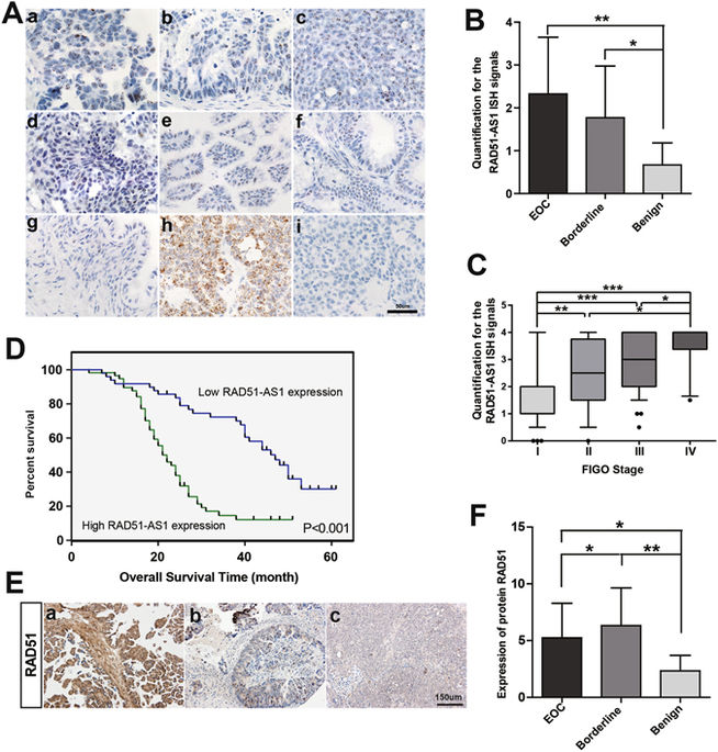 E2F1-regulated long non-coding RNA RAD51-AS1 promotes cell cycle ...