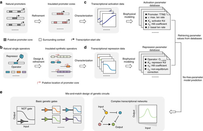 绝缘的转录元件使基因回路的精确设计成为可能。,Nature Communications - X-MOL