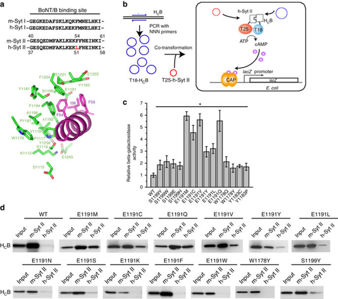 Engineered Botulinum Neurotoxin B With Improved Efficacy For Targeting ...