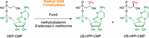 甲钴胺依赖性自由基SAM C- 甲基转移酶Fom3识别胞嘧啶-2-羟乙基膦酸酯并催化磷霉素生物合成中的非立体选择性C-甲基化 ...