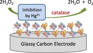 Catalase Based Hydrogen Peroxide Biosensor for Mercury Determination by ...