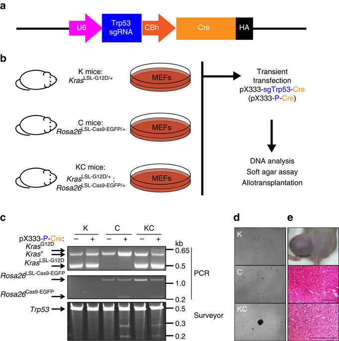 Generation and comparison of CRISPR-Cas9 and Cre-mediated genetically ...