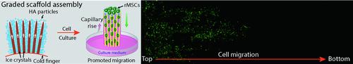 Promoting Cell Migration in Tissue Engineering Scaffolds with Graded ...