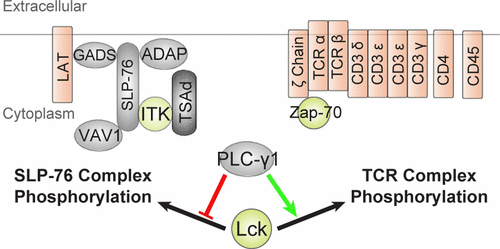 A Plc G1 Feedback Pathway Regulates Lck Substrate Phosphorylation At The T Cell Receptor And Slp 76 Complex Journal Of Proteome Research X Mol