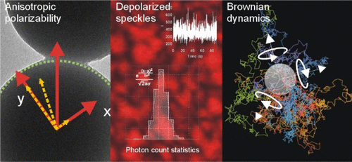 Speckle-Visibility Spectroscopy of Depolarized Dynamic Light Scattering ...