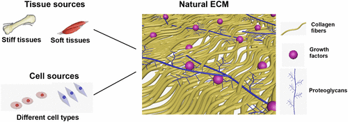 Ecm Bio Natural Extracellular Matrix for Cellular and Tissue Biomanufacturing ...