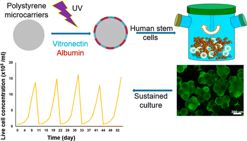 Engineering Xeno-Free Microcarriers with Recombinant Vitronectin ...