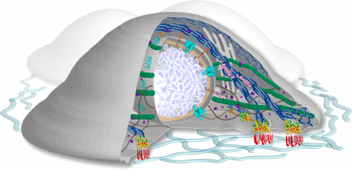Looking โUnder the Hoodโ of Cellular Mechanotransduction with ... Biology Diagrams