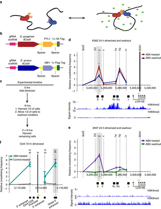 Manipulation Of Nuclear Architecture Through Crispr Mediated Chromosomal Looping Nat Commun X Mol