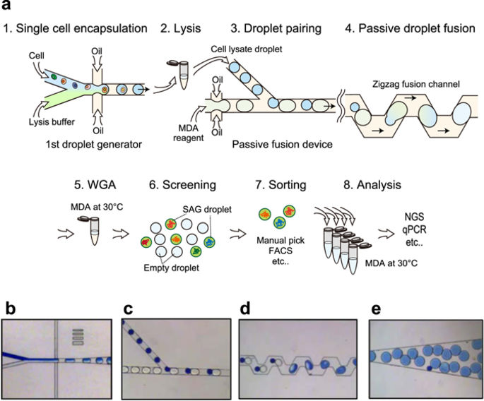 Massively parallel whole genome amplification for singlecell
