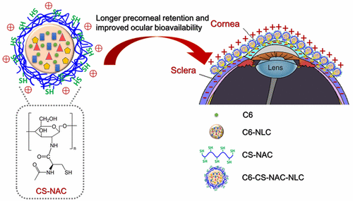 Ex Vivo And In Vivo Evaluation Of The Effect Of Coating A Coumarin 6 Labeled Nanostructured Lipid Carrier With Chitosan N Acetylcysteine On Rabbit Ocular Distribution Molecular Pharmaceutics X Mol