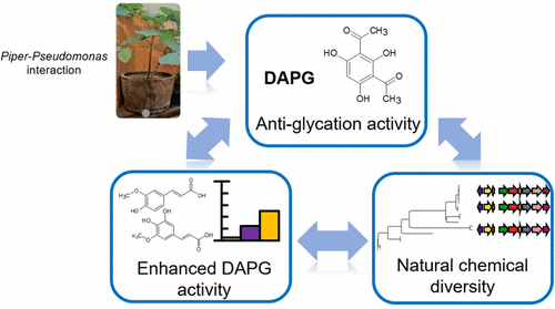 Phylogenomics of 2,4-Diacetylphloroglucinol-Producing Pseudomonas and ...