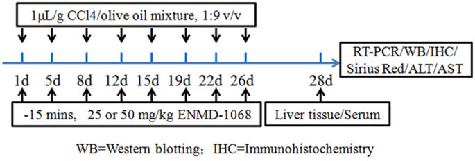 Enmd ENMD-1068通过减弱小鼠TGF-β1/ Smad2 / 3信号传导来抑制肝纤维化。,Scientific Reports - X-MOL
